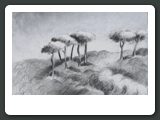 Parasol Pines, Barcelona, Graphite, 7 x 9 inches, 2001